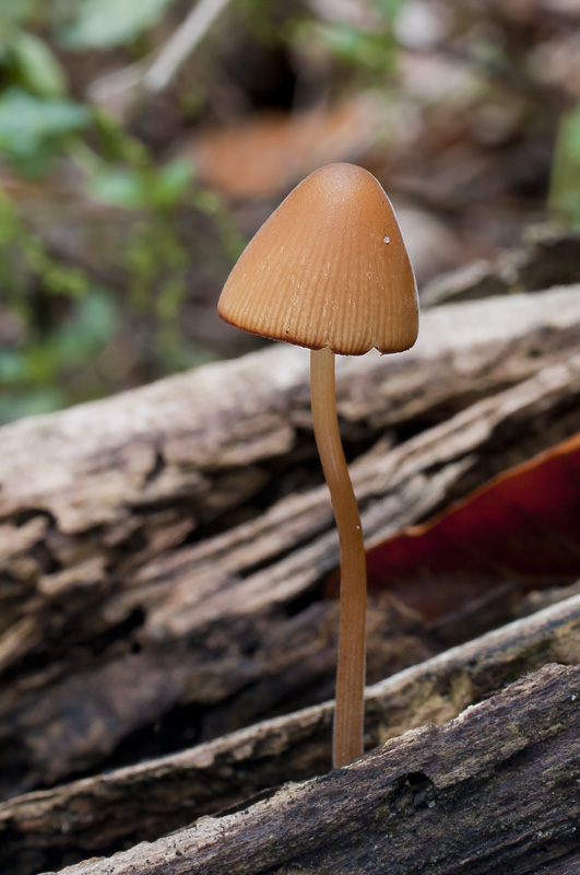 Conocybe subpubescens